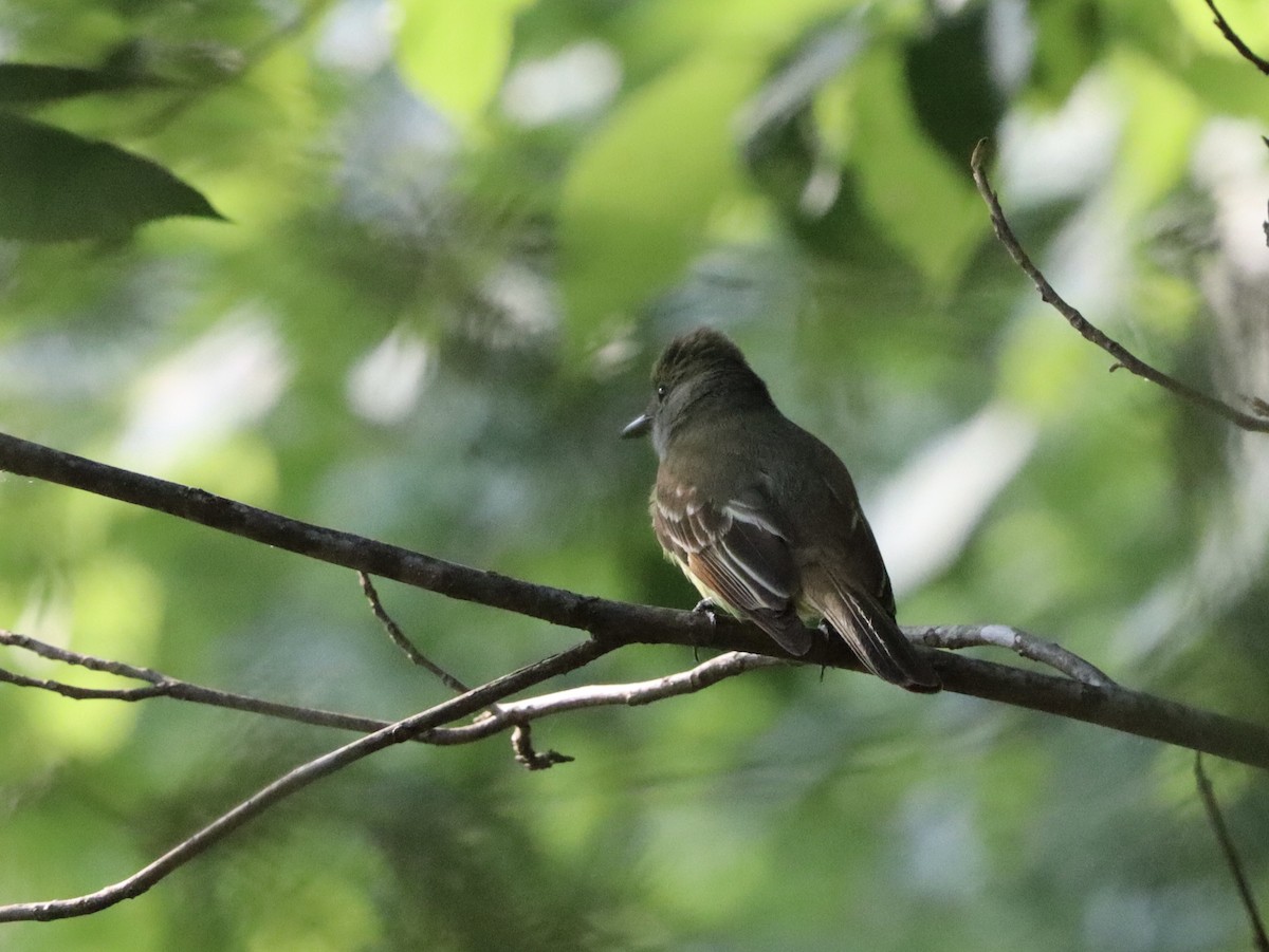 Great Crested Flycatcher - ML619605612