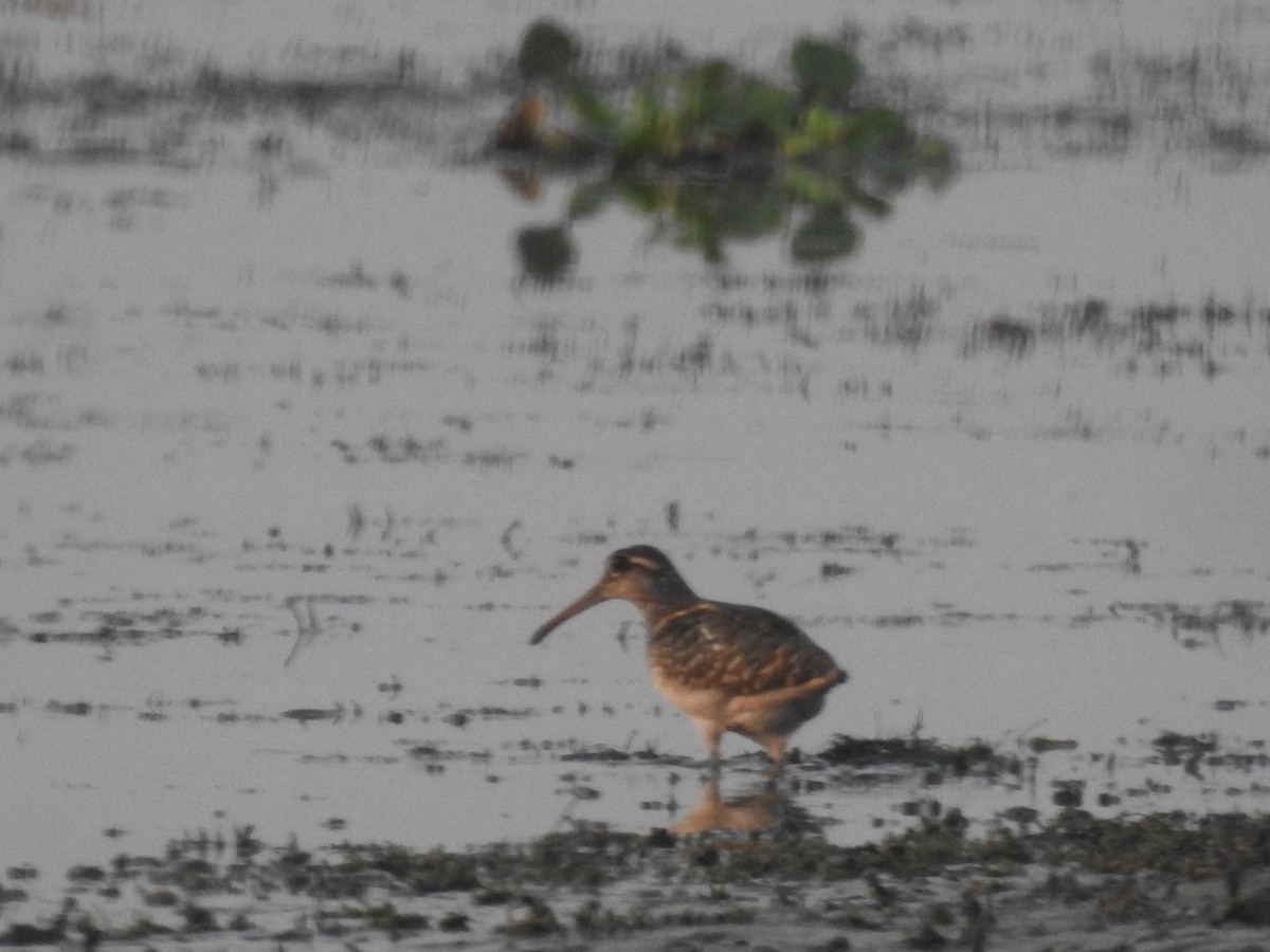 Greater Painted-Snipe - ML619605619