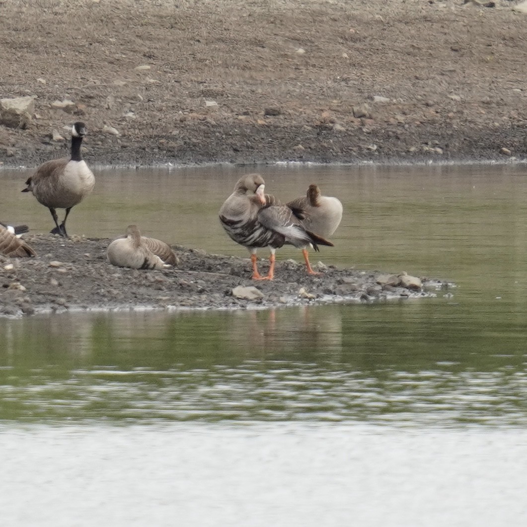 Greater White-fronted Goose - ML619605644