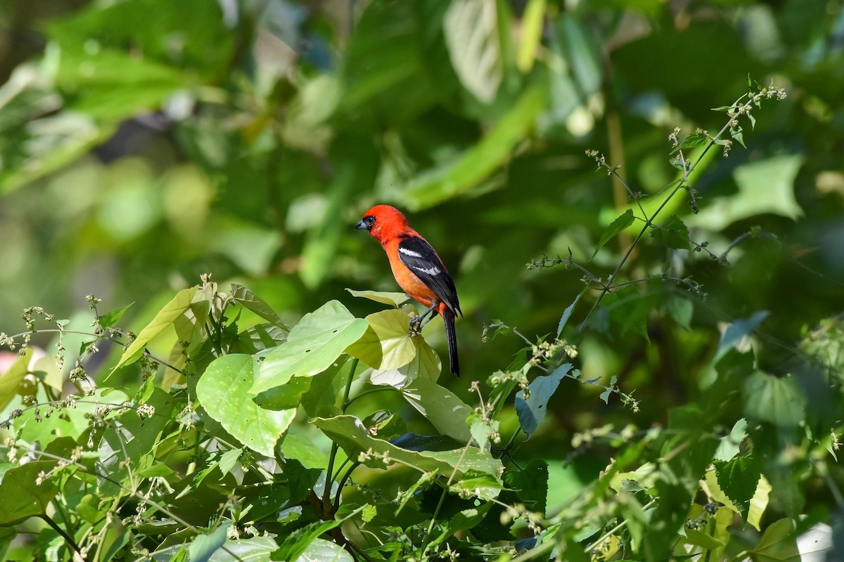 White-winged Tanager - ML619605662