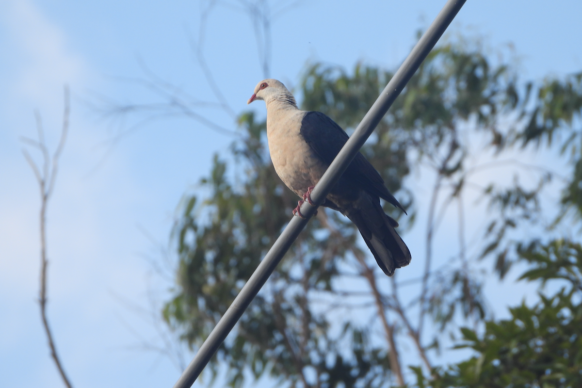 White-headed Pigeon - ML619605665