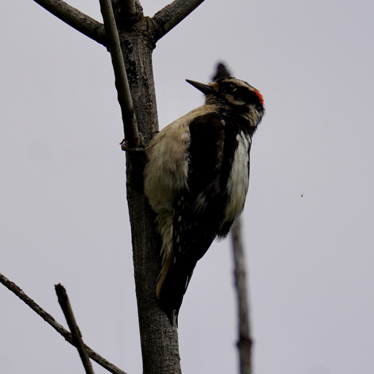 Downy Woodpecker - ML619605669