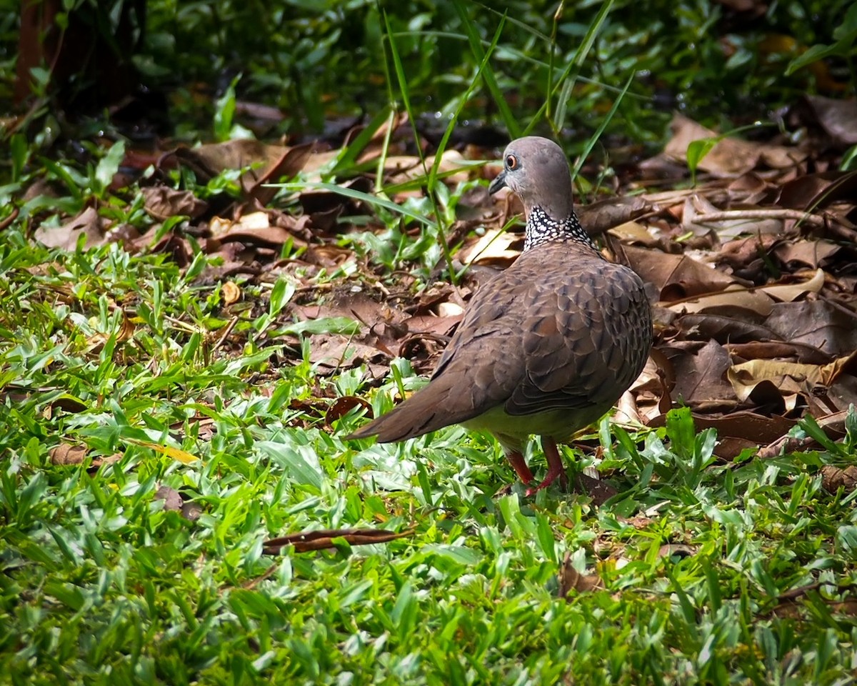 Spotted Dove (Eastern) - ML619605679