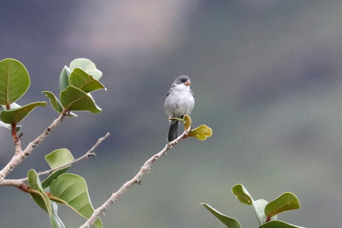 White-bellied Seedeater - ML619605683