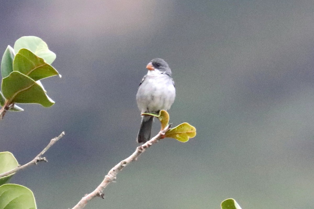 White-bellied Seedeater - ML619605685