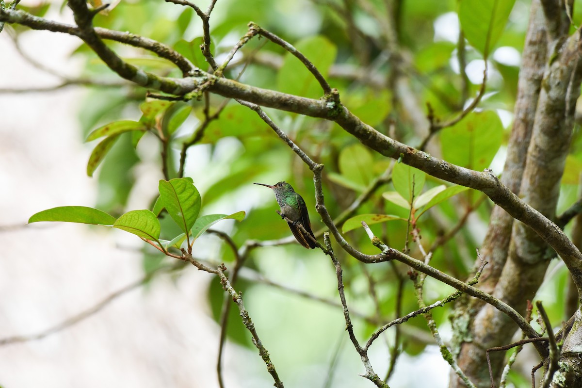 Rufous-tailed Hummingbird (Rufous-tailed) - ML619605707