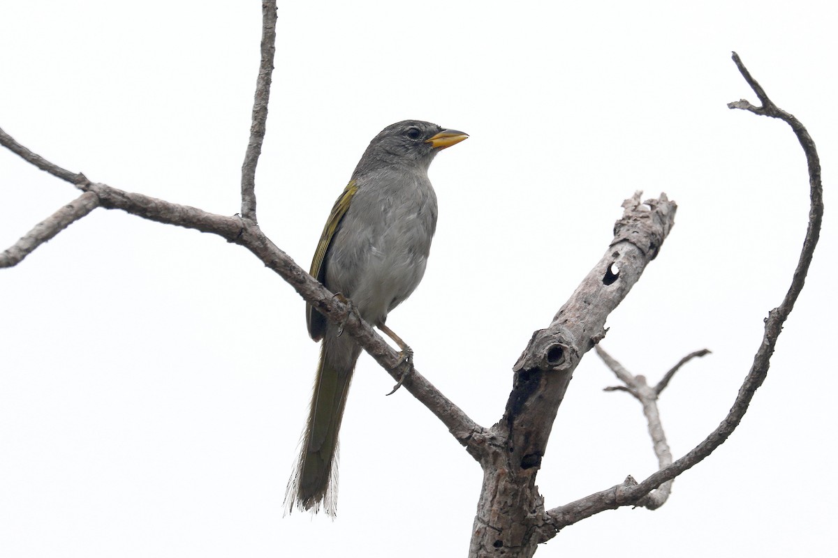 Pale-throated Pampa-Finch - ML619605740