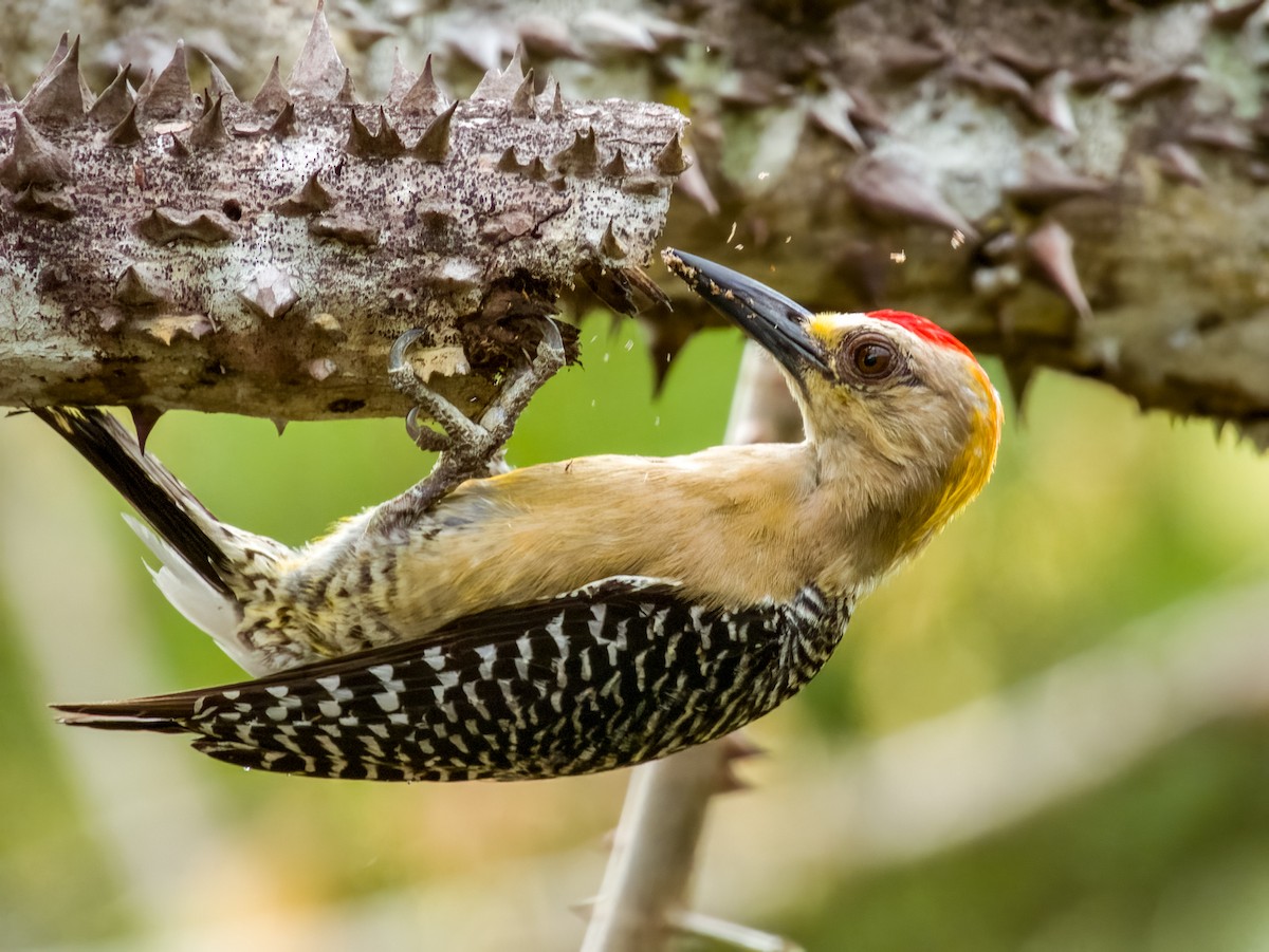 Hoffmann's Woodpecker - ML619605744
