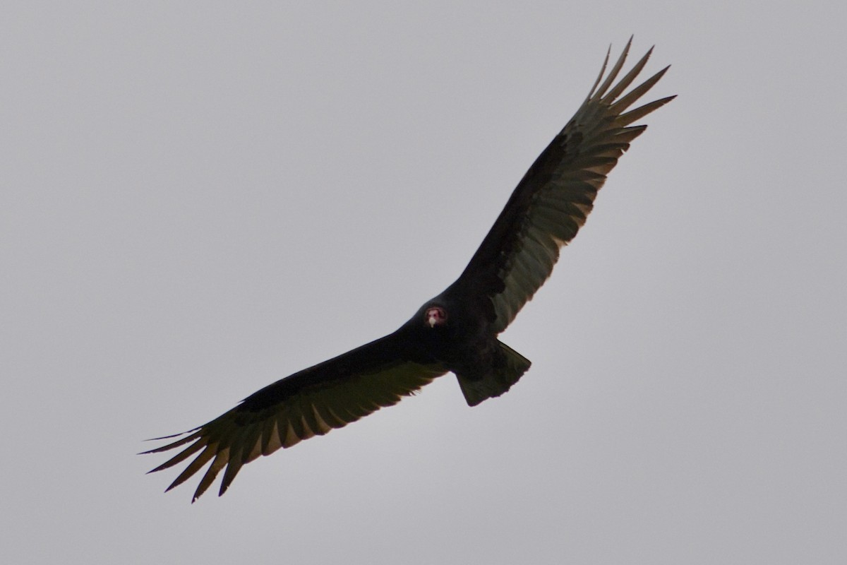 Turkey Vulture - ML619605772