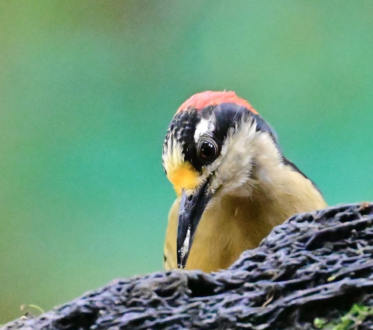 Black-cheeked Woodpecker - ML619605789