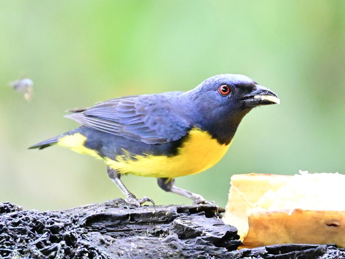 Blue-and-gold Tanager - ML619605796