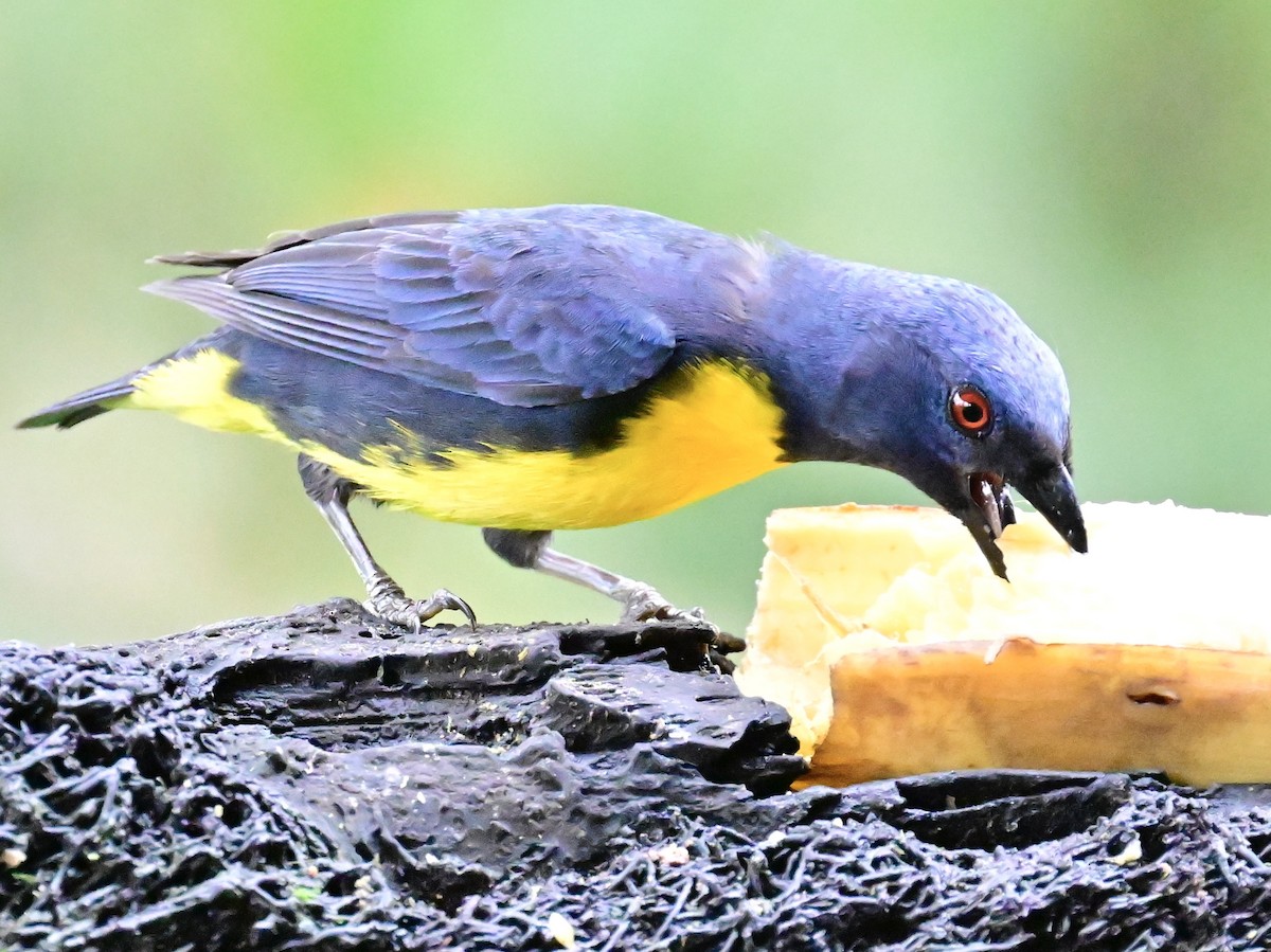 Blue-and-gold Tanager - ML619605798