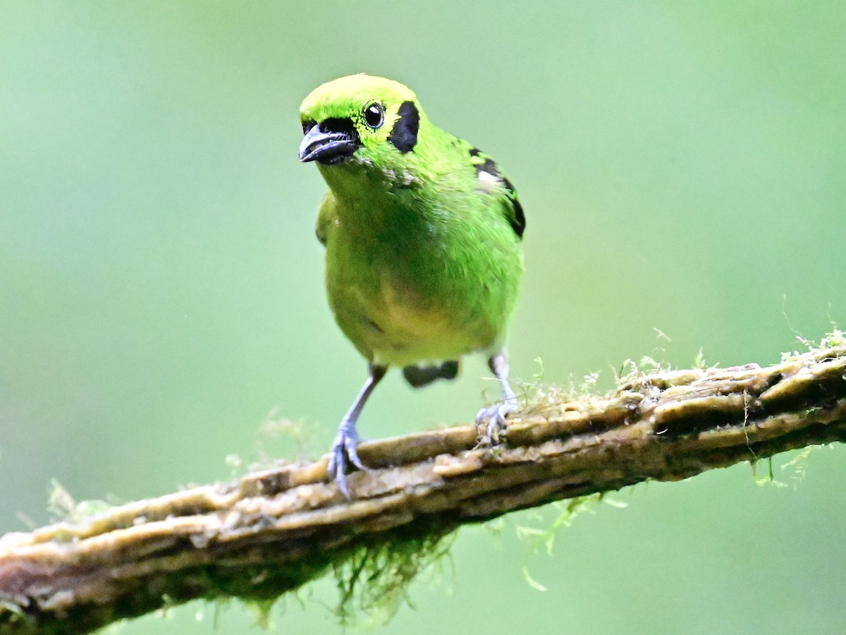 Emerald Tanager - ML619605813