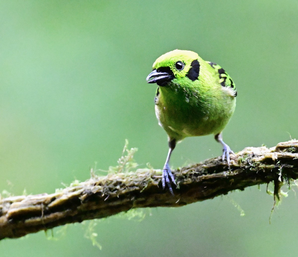 Emerald Tanager - ML619605814