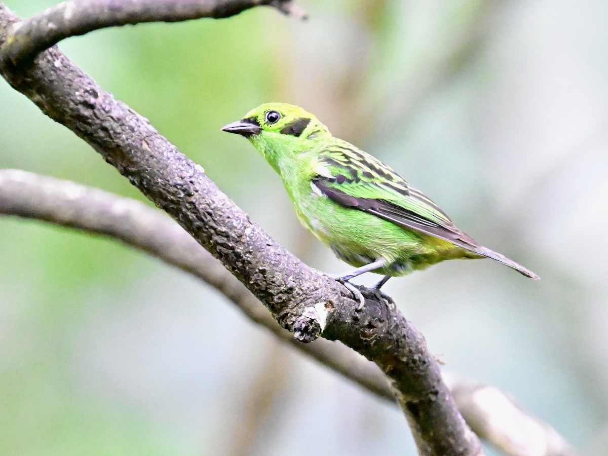 Emerald Tanager - ML619605815
