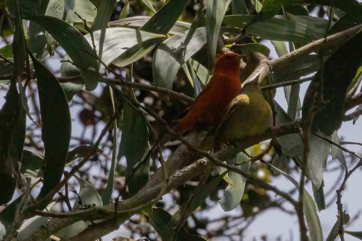 Hawaii-Akepakleidervogel - ML619605821
