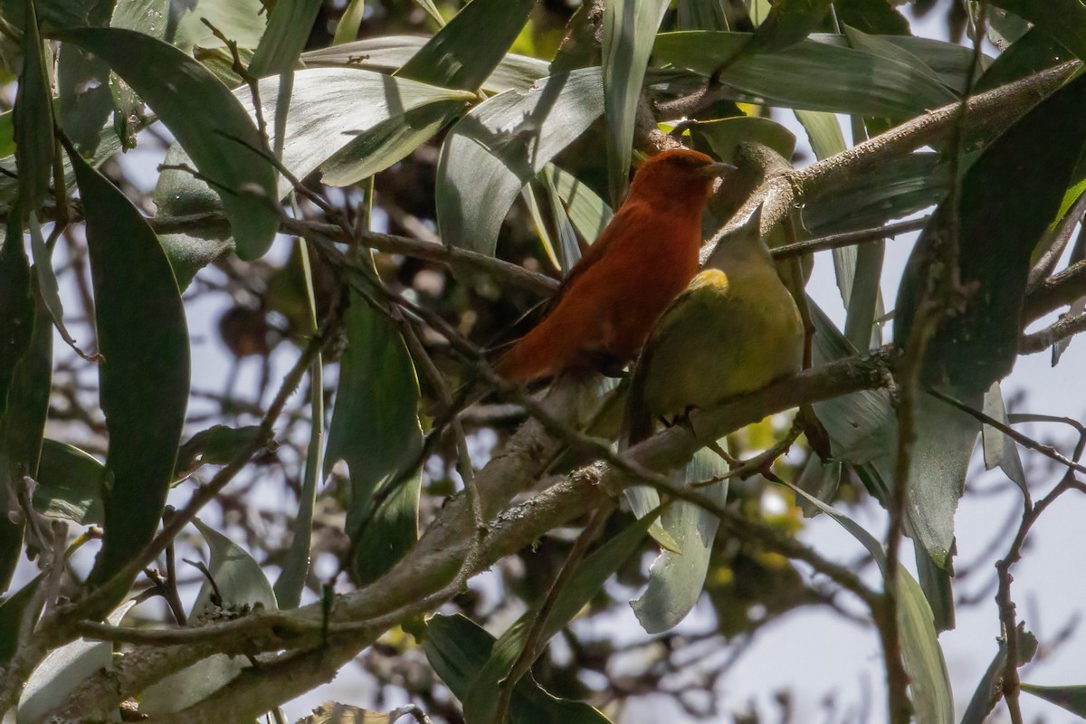 Hawaii-Akepakleidervogel - ML619605822