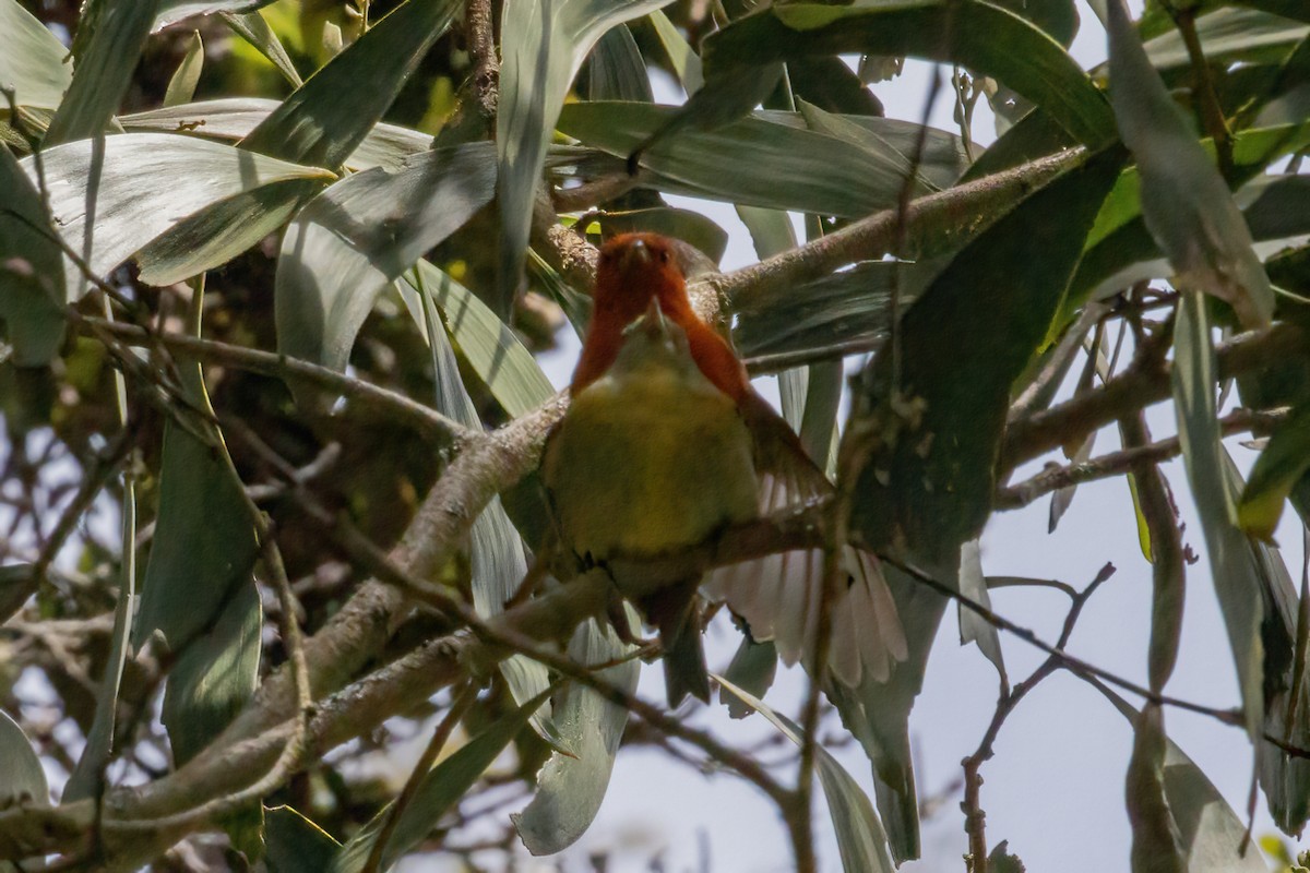 Hawaii-Akepakleidervogel - ML619605824
