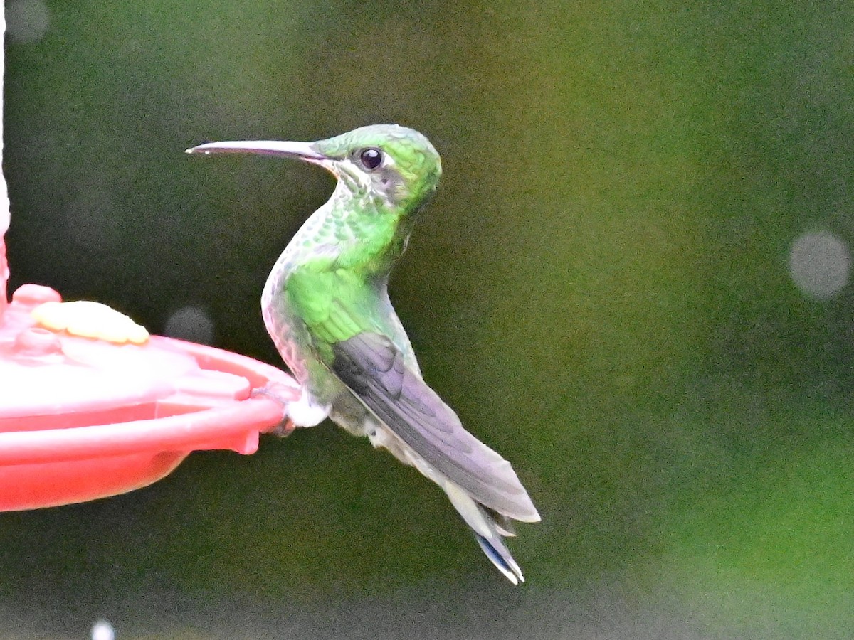 Green-crowned Brilliant - ML619605831