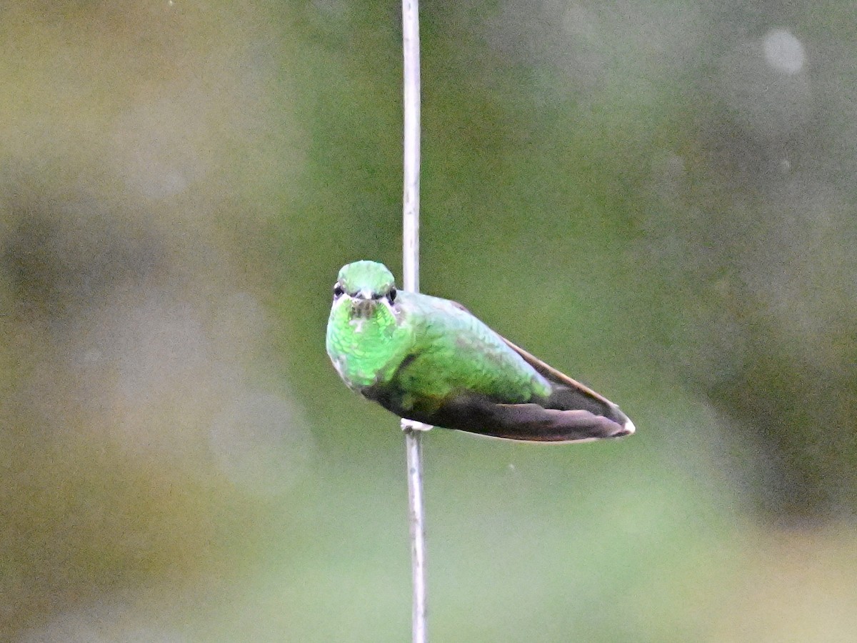 Green-crowned Brilliant - ML619605834