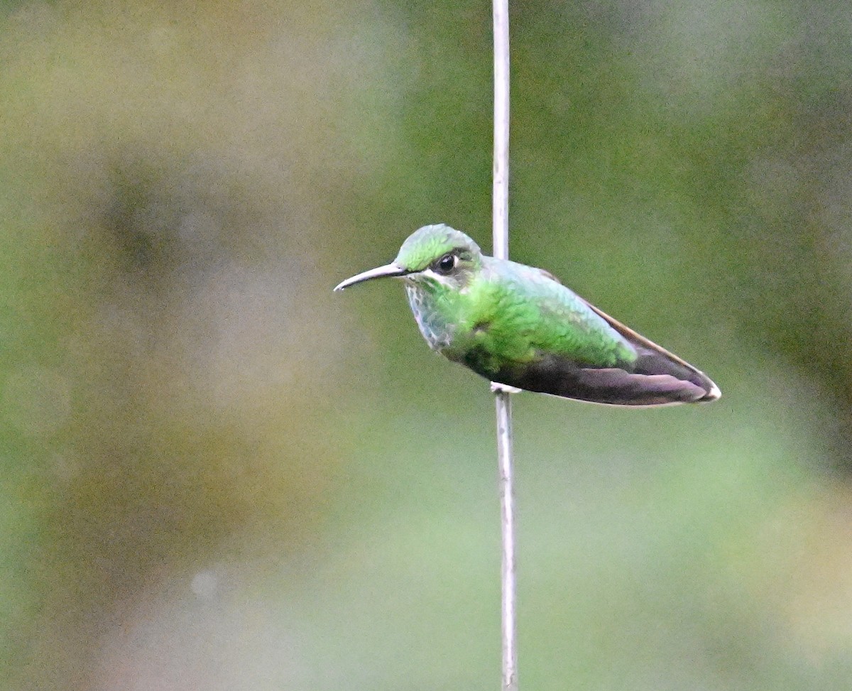 Green-crowned Brilliant - ML619605835