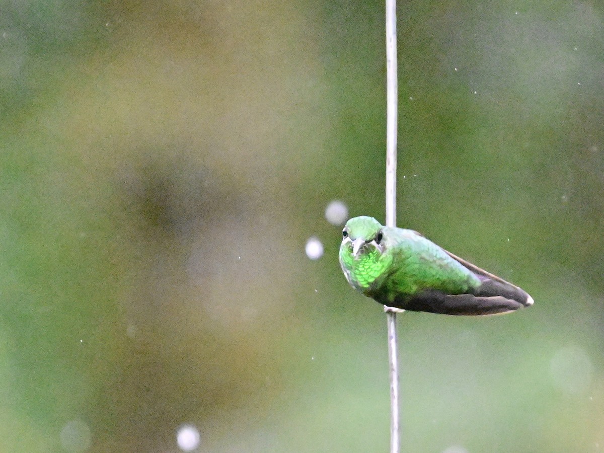 Green-crowned Brilliant - ML619605836