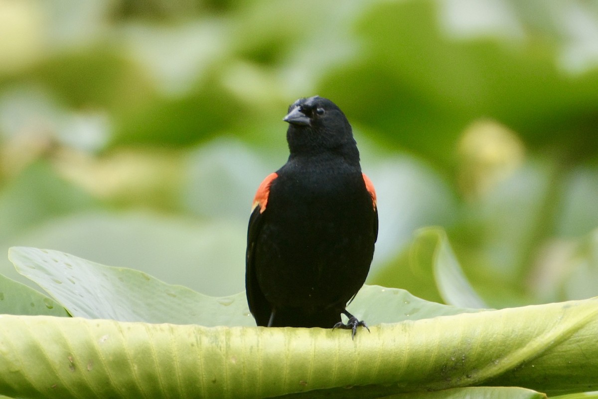 Red-winged Blackbird - ML619605904