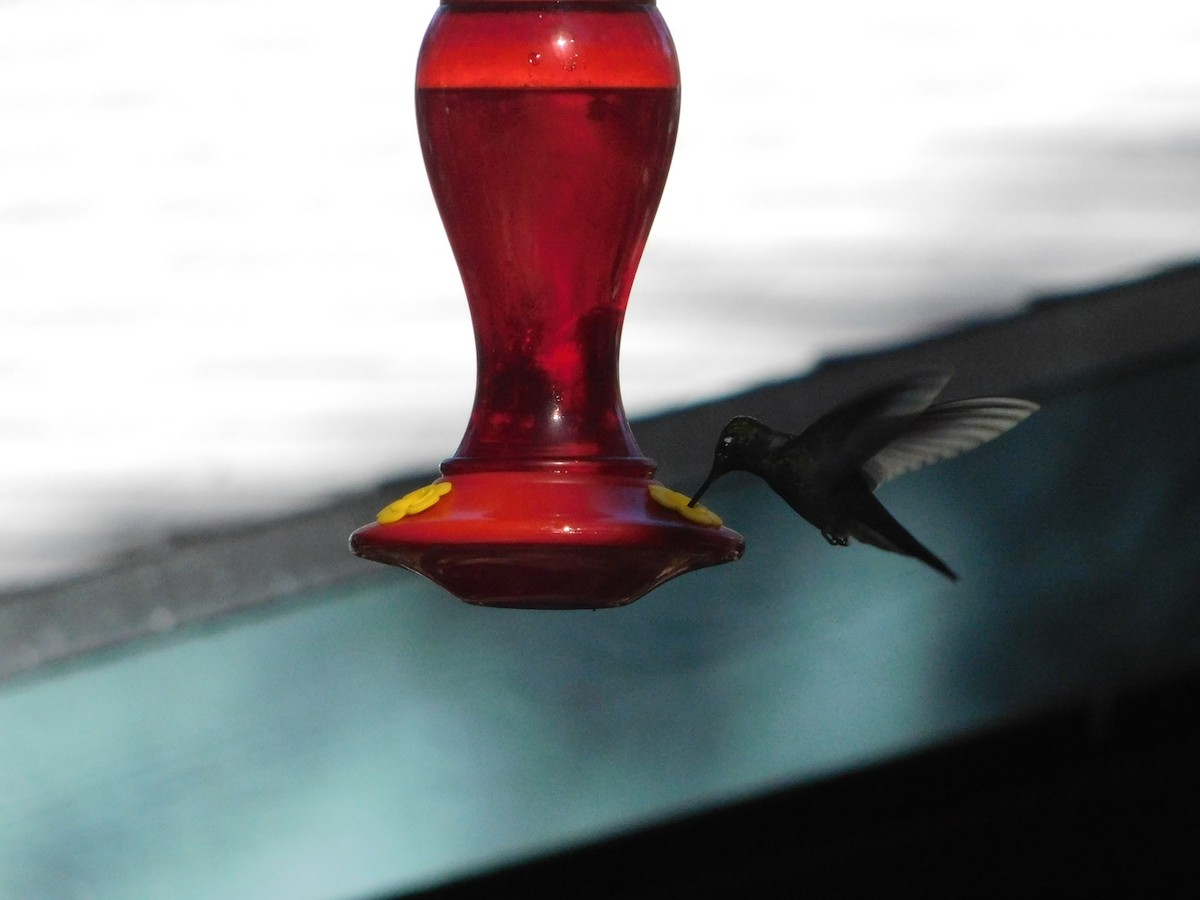 Rivoli's Hummingbird - ML619605917