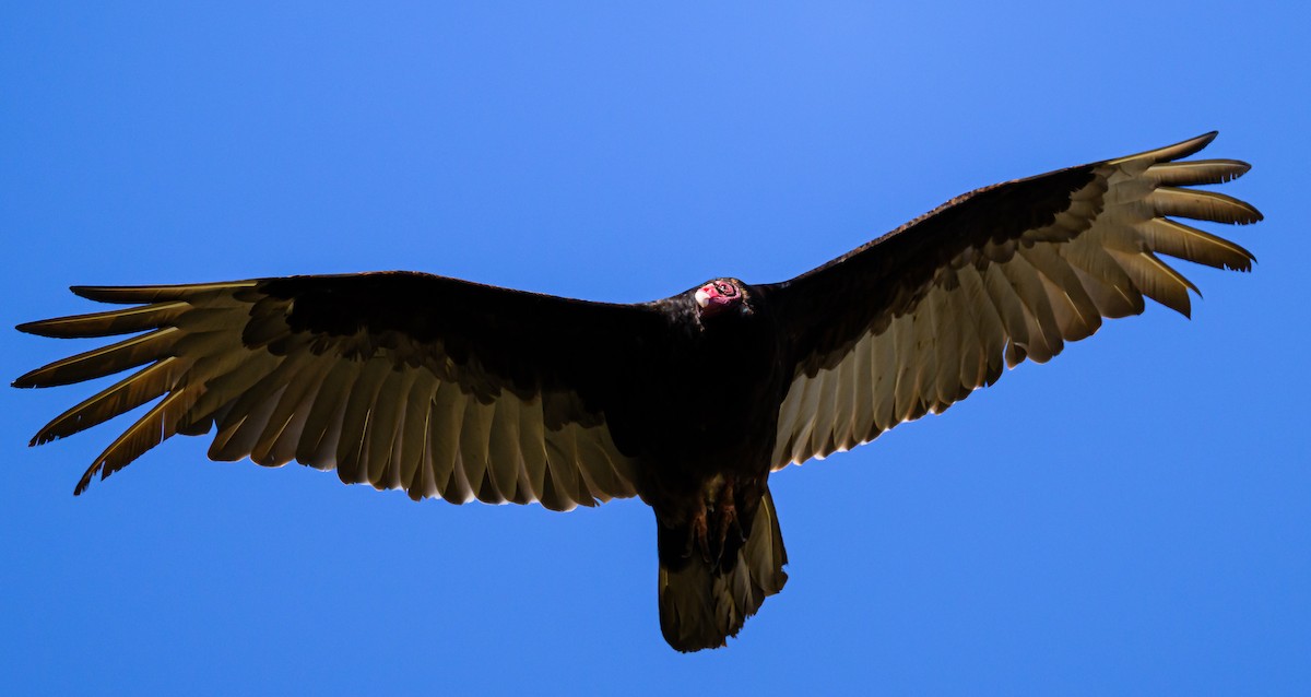 Turkey Vulture - ML619605956