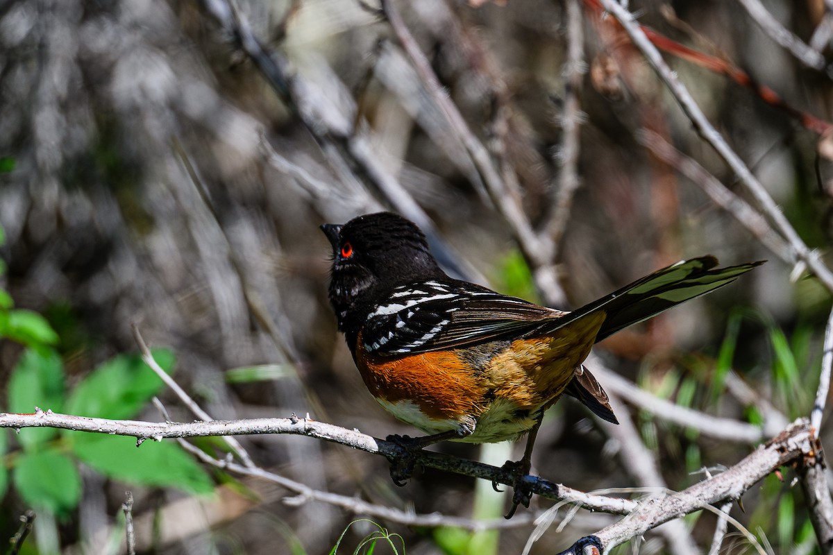 Spotted Towhee - ML619605967