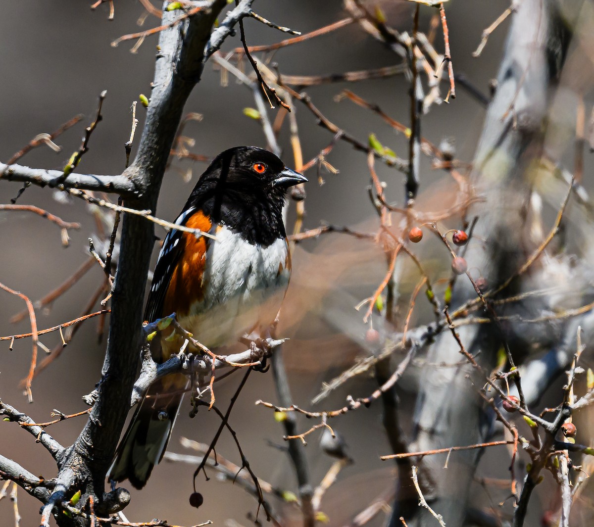 Spotted Towhee - ML619605969