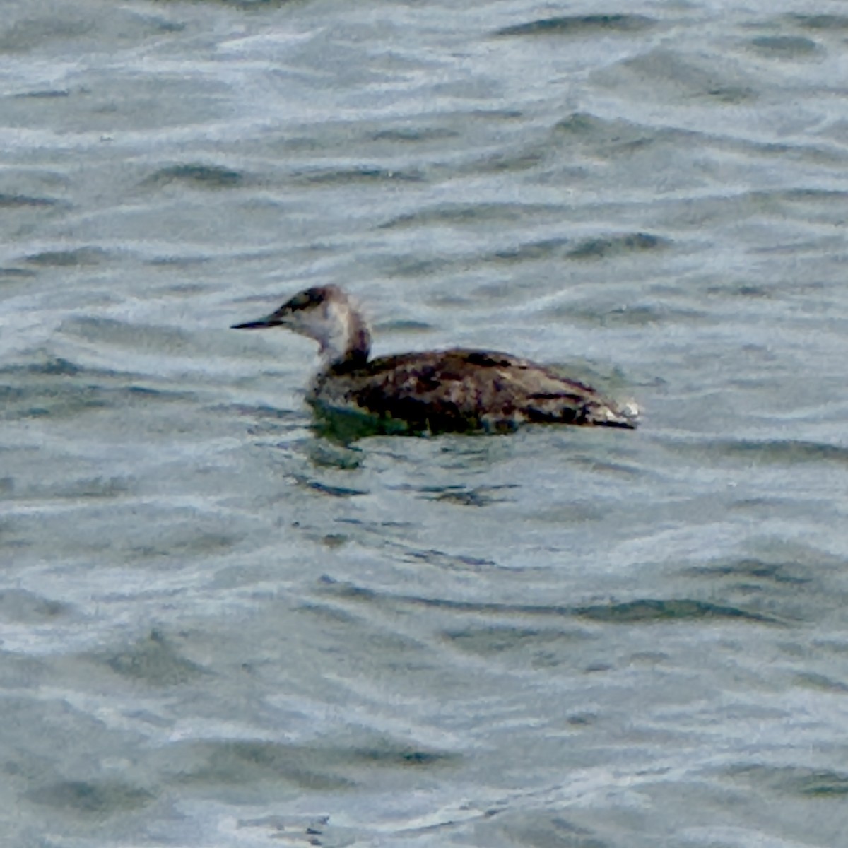 Red-throated Loon - ML619605971