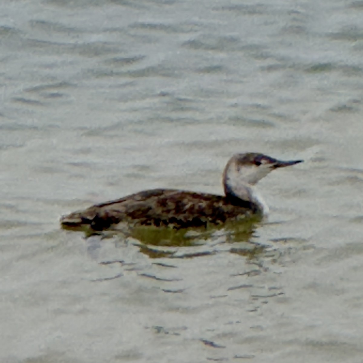 Red-throated Loon - ML619605974