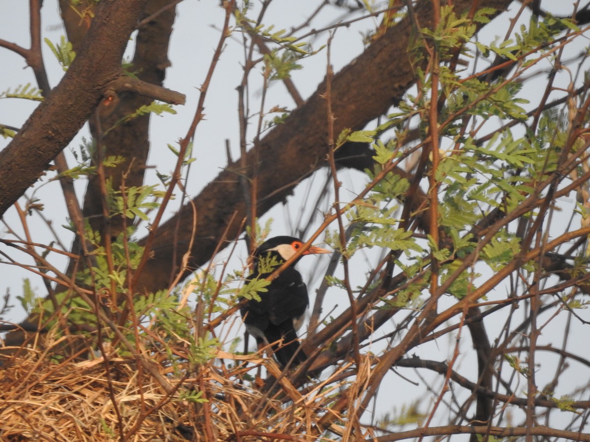 Indian Pied Starling - ML619606023