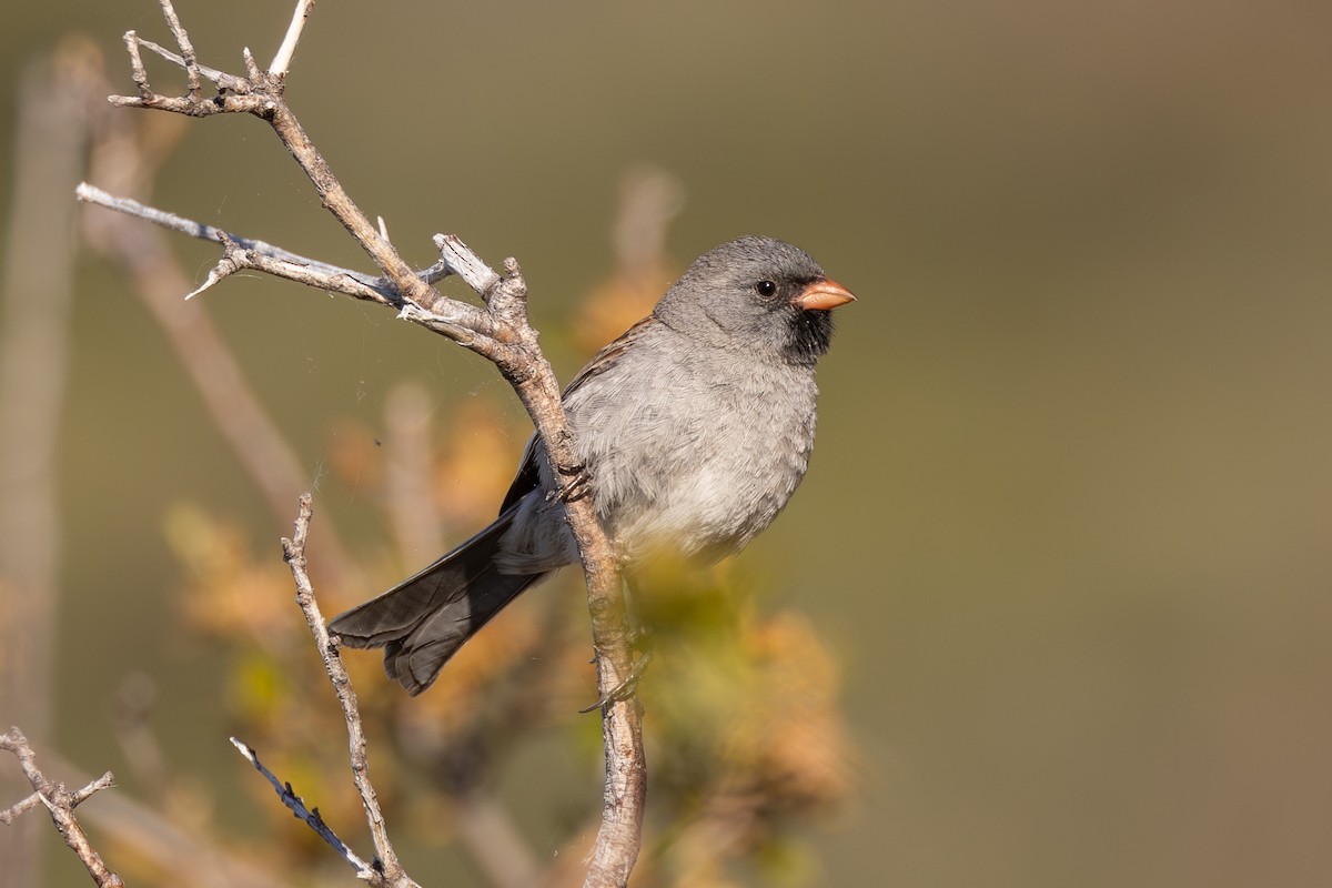 Black-chinned Sparrow - ML619606075