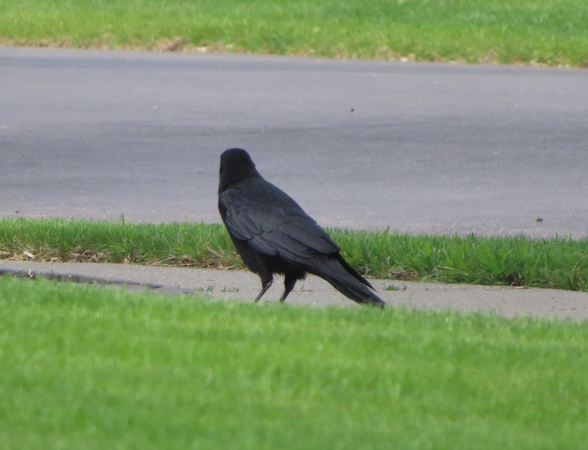 American Crow - ML619606106
