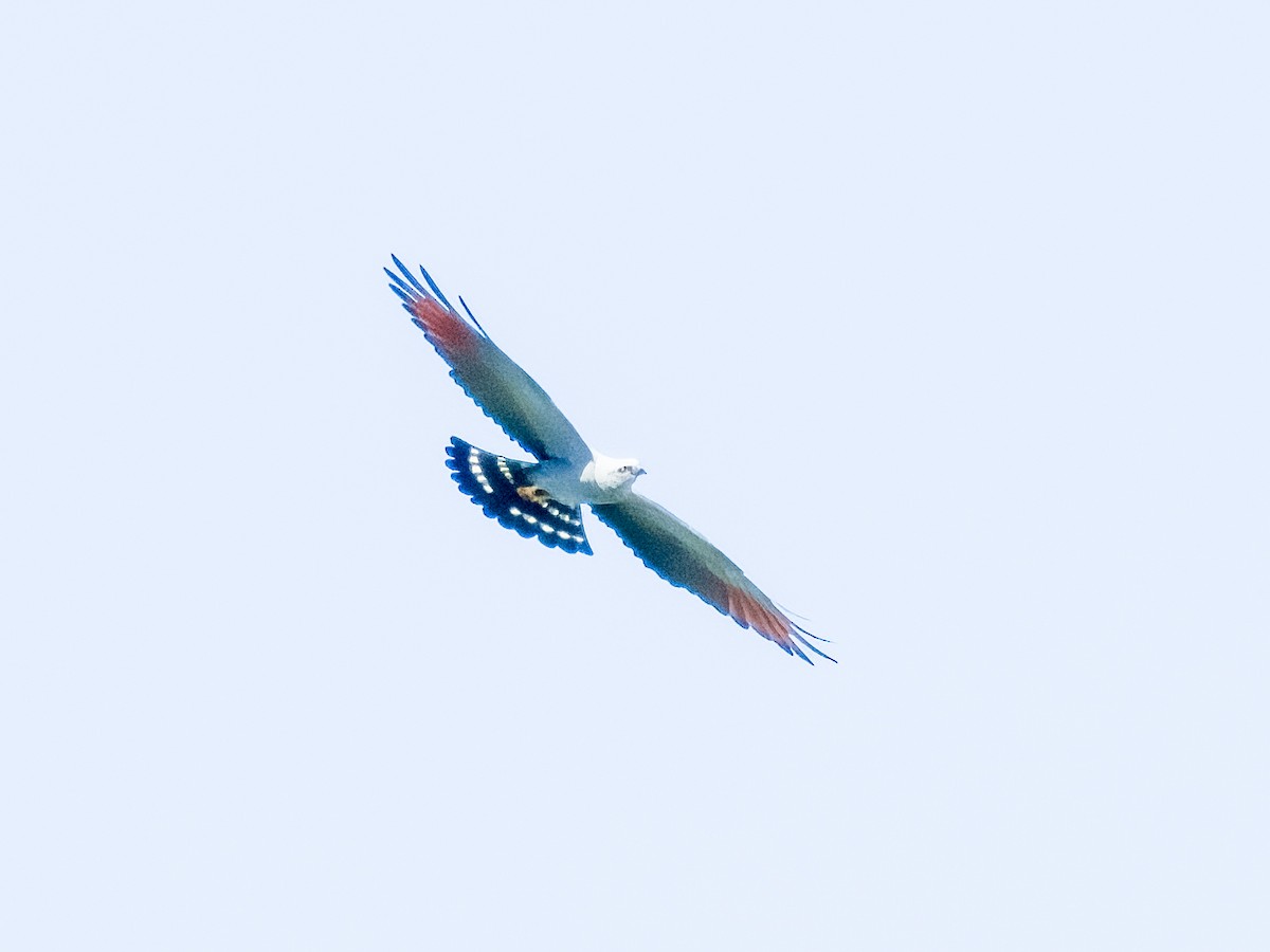 Plumbeous Kite - ML619606137