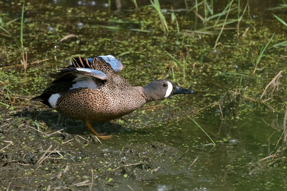 Blue-winged Teal - ML619606227