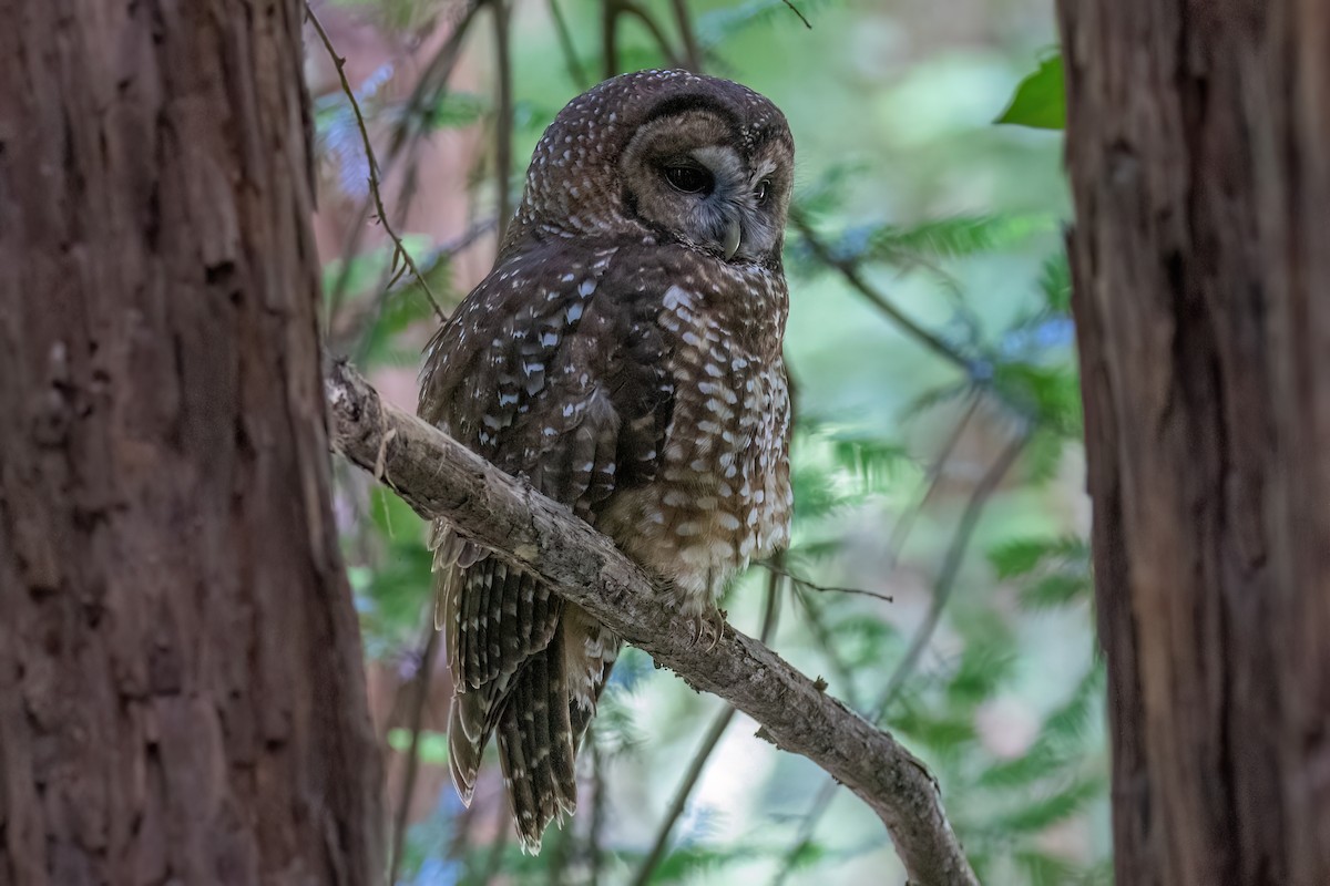Spotted Owl (Northern) - ML619606287