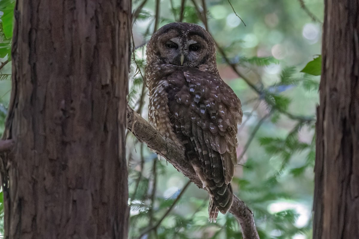 Spotted Owl (Northern) - ML619606288
