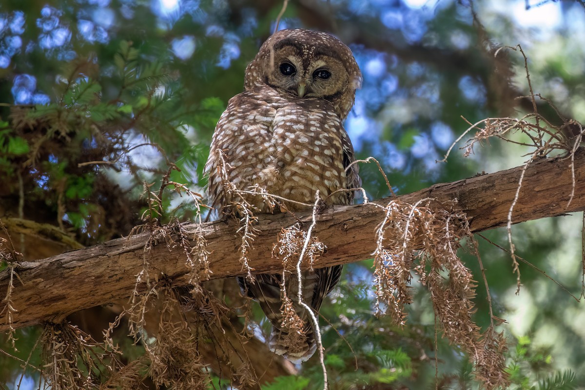 Spotted Owl (Northern) - ML619606289