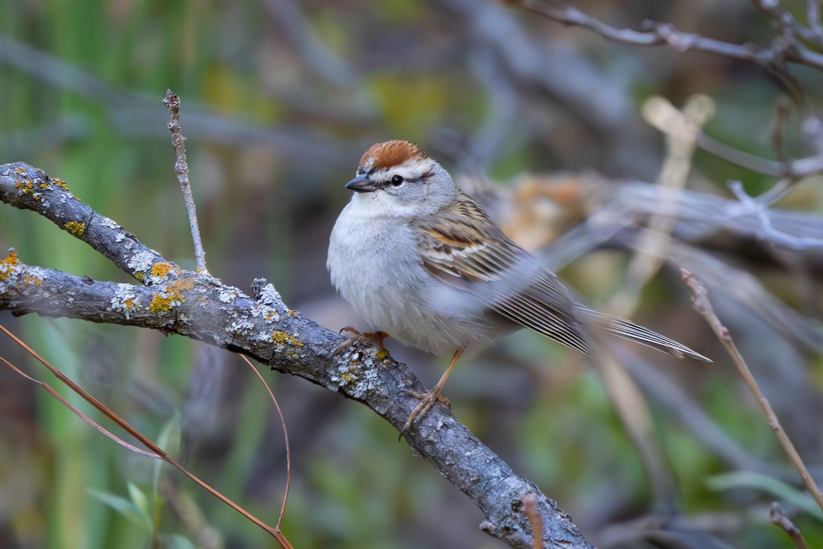Chipping Sparrow - ML619606306