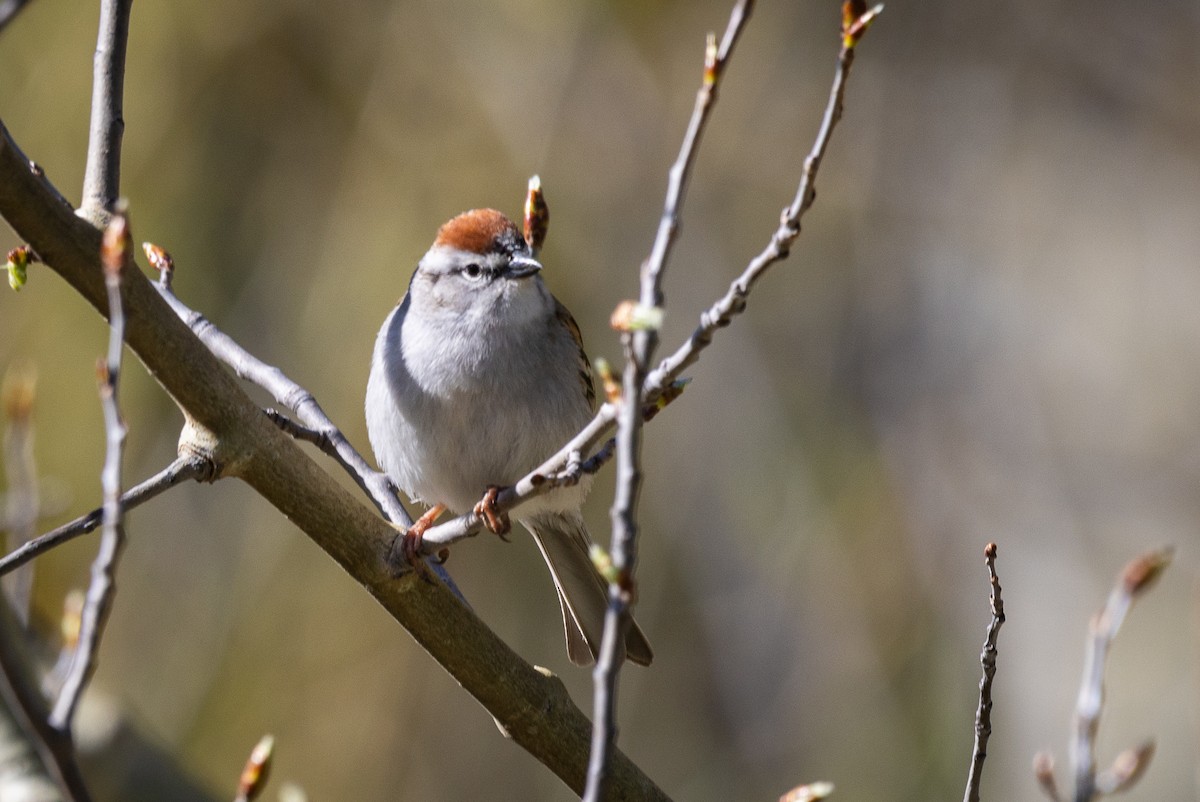 Chipping Sparrow - ML619606307