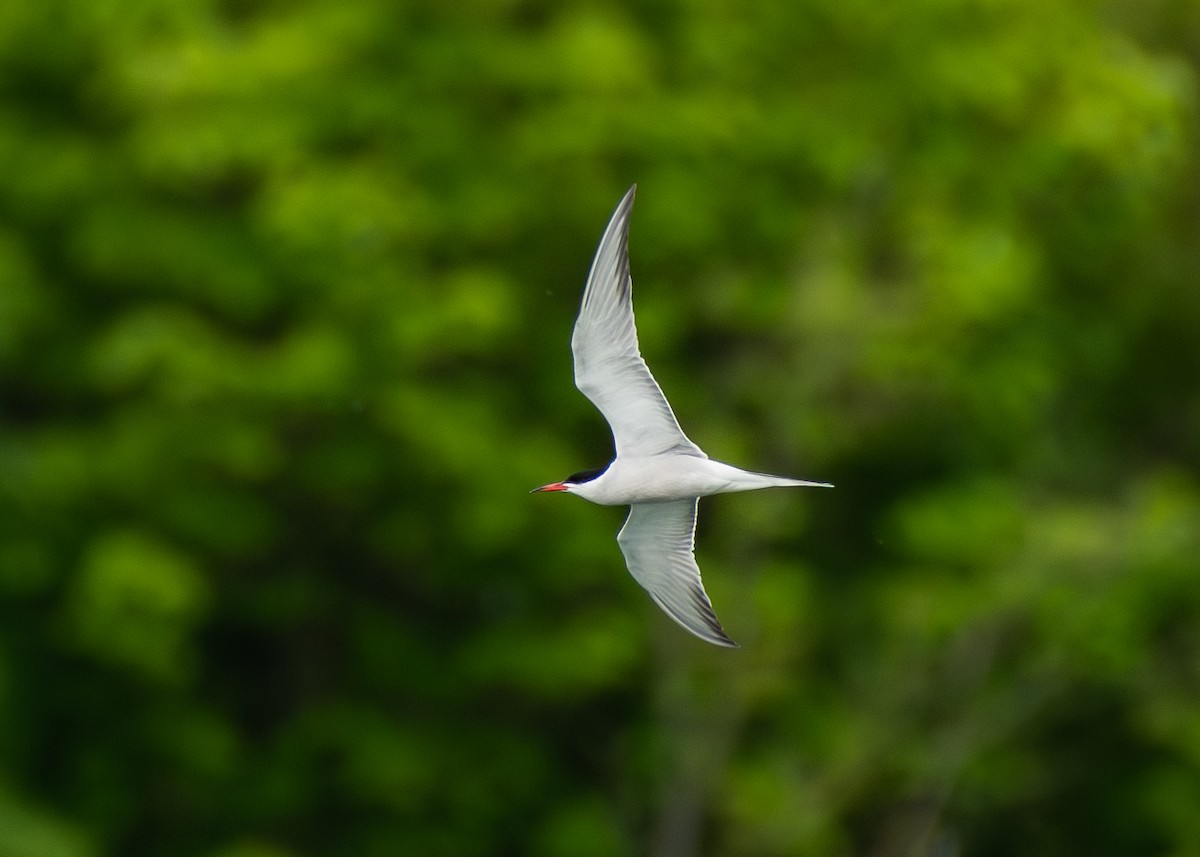 Common Tern - ML619606318
