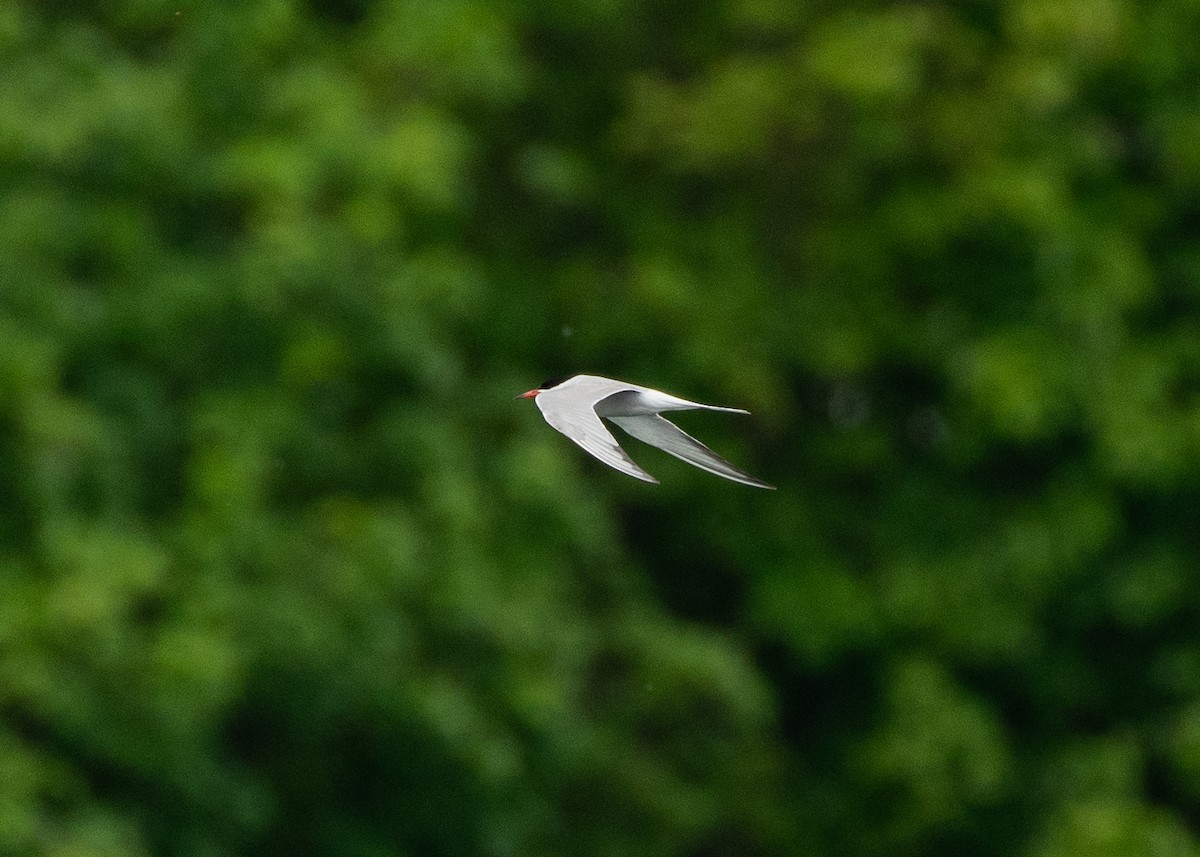 Common Tern - ML619606320