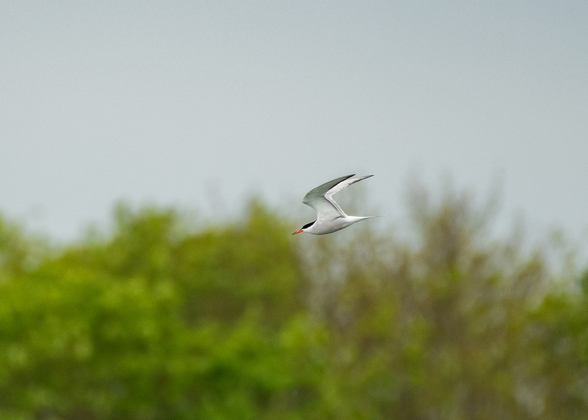 Common Tern - ML619606321