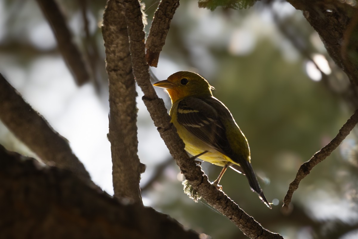 Western Tanager - ML619606334