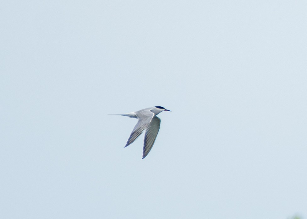 Common Tern - ML619606347