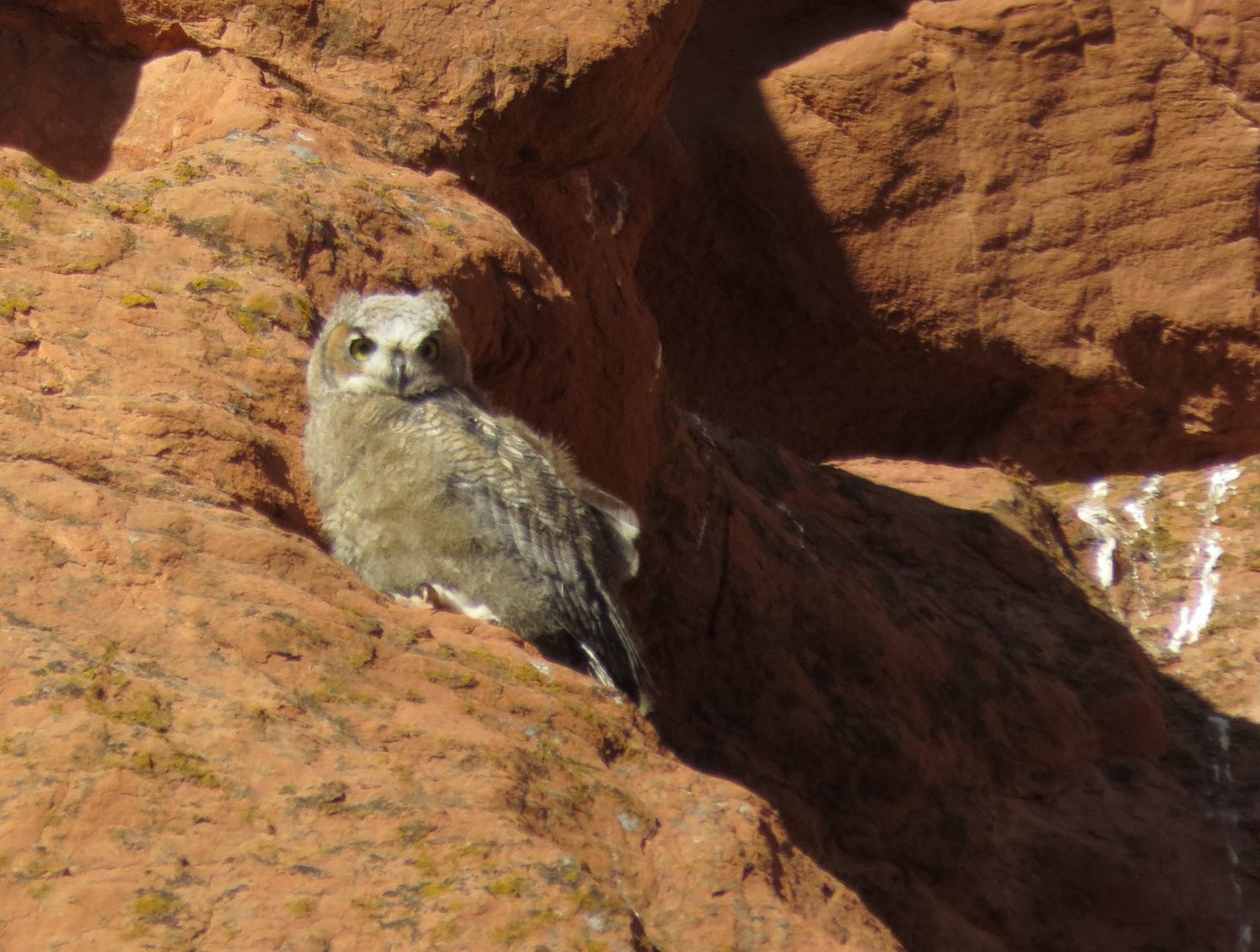 Great Horned Owl - ML619606396