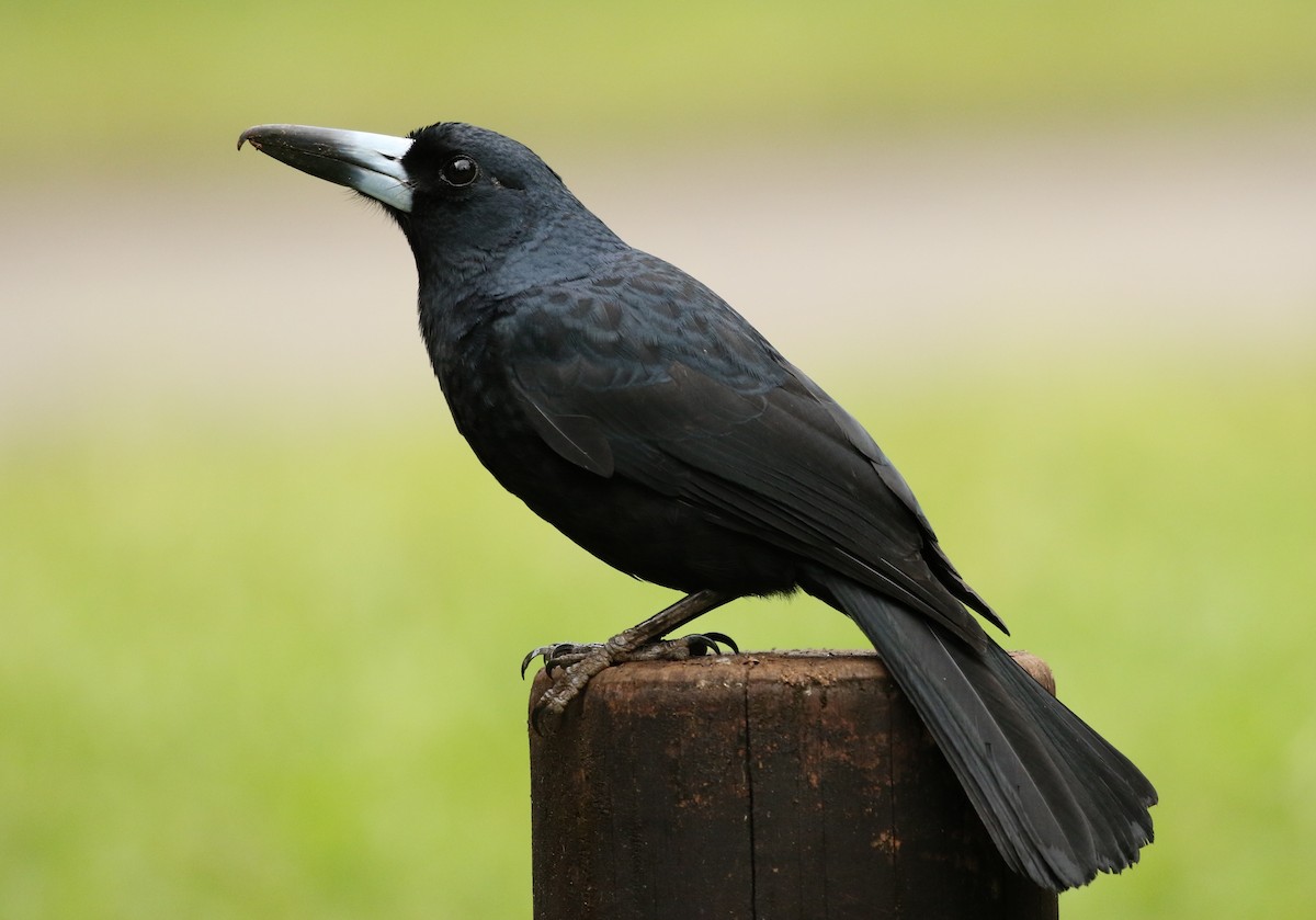 Black Butcherbird - David Ongley
